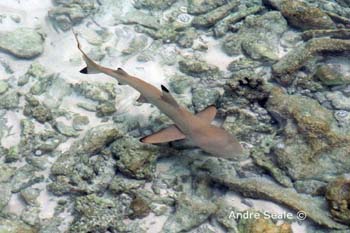 MI86 (black tip reef shark)Andre Seale