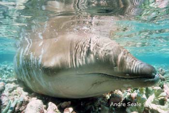 UW214-2 (beaked whale)Andre Seale