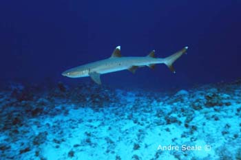 UW214-6 (whitetip shark)Andre Seale