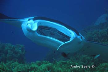 UW216-1 (manta ray)Andre Seale