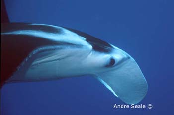 UW216-2 (manta ray)Andre Seale