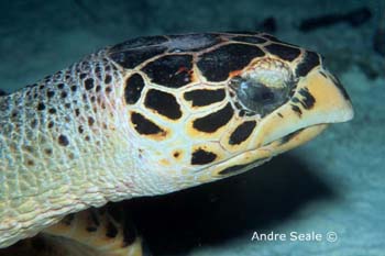 UW219-2 (hawksbill turtle)Andre Seale