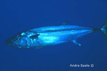 UW222-1 (tuna)Andre Seale