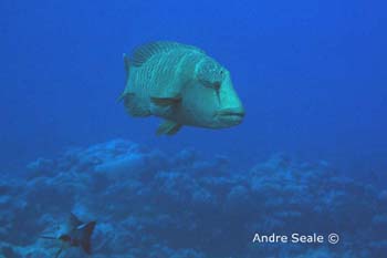 UW232-4 (napoleon wrasse)Andre Seale