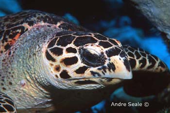 UW242-1 (hawksbill turtle)Andre Seale