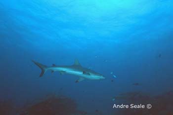 UW248-1 (grey reef shark)Andre Seale