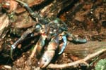 MI26 (coconut crab)Andre Seale