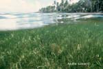 MI33 (sea grass)Andre Seale