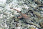 MI86 (black tip reef shark)Andre Seale