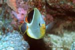 UW204-28 (saddled butterflyfish)Andre Seale