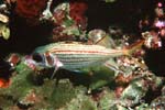 UW205-5 (squirrelfish)Andre Seale