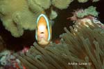 UW205-8 (anemonefish)Andre Seale