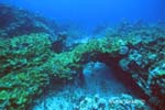 UW212-1 (lettuce coral)Andre Seale