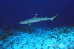 UW214-6 (whitetip shark)Andre Seale