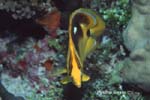 UW218-6 (butterflyfish)Andre Seale