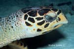 UW219-2 (hawksbill turtle)Andre Seale