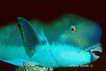 UW223-1 (steephead parrotfish)Andre Seale