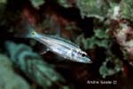 UW223-3 (cardinalfish)Andre Seale