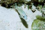 UW223-4 (cardinalfish)Andre Seale