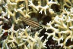 UW225-3 (cardinalfish)Andre Seale