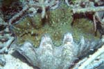 UW225-9 (horseshoe clam)Andre Seale