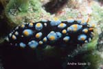 UW231-1 (nudibranch)Andre Seale