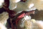 UW232-5 (coral crab)Andre Seale