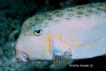 UW237-3 (boxfish)Andre Seale