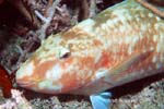 UW237-5 (parrotfish)Andre Seale