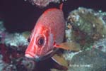 UW239-6 (sabre squirrelfish)Andre Seale