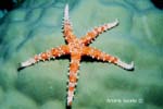 UW243-5 (sea star)Andre Seale