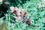 UW243-6 (scorpionfish)Andre Seale