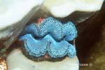 UW243-8 (giant clam)Andre Seale