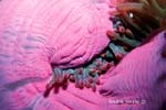 UW243-9 (sea anemone)Andre Seale