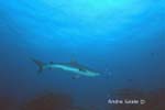 UW248-1 (grey reef shark)Andre Seale