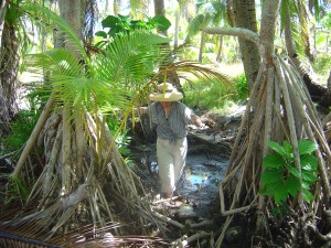 mangrove project